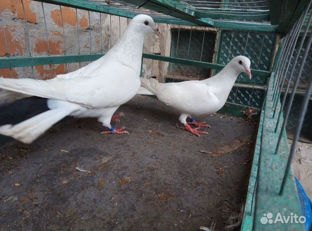 Продам бакинских голубей купить на Зозу.ру - фотография № 8