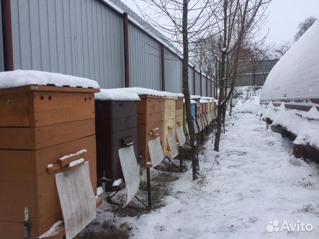Семьи пчёл медовики купить на Зозу.ру - фотография № 2