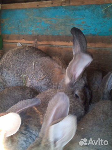 Кролики порода фландр купить на Зозу.ру - фотография № 2