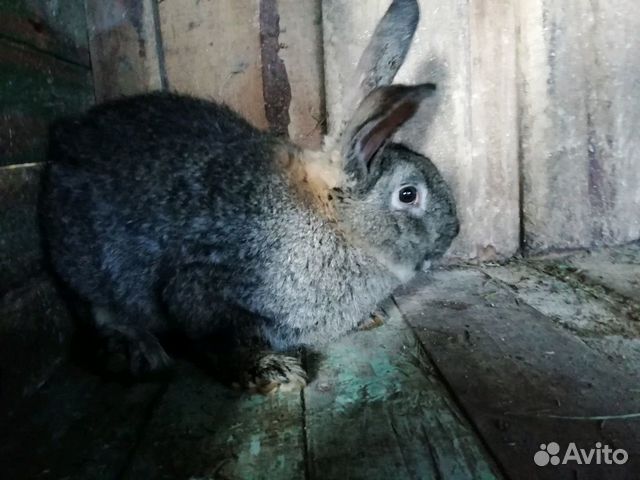 Крупный крол купить на Зозу.ру - фотография № 2