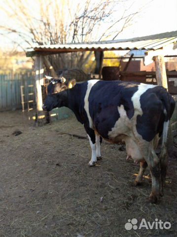 Продается корова(стельная),срок 15 мая купить на Зозу.ру - фотография № 1
