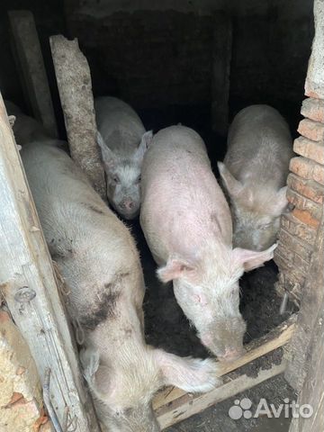 Свиньи кастрированные 6-8 месяцев назад купить на Зозу.ру - фотография № 1