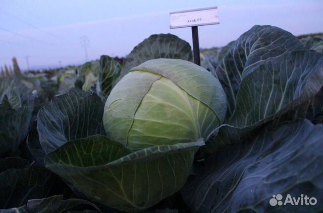 Семена капусты белокочанной Авак
