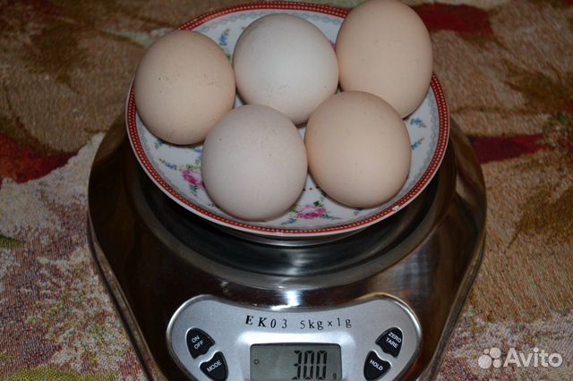 Цыплята, порода ливенская, мясояичная купить на Зозу.ру - фотография № 5