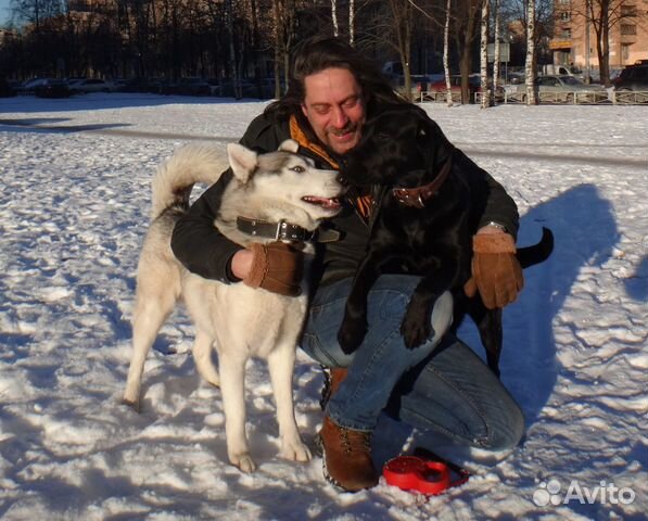 Дрессировка собак