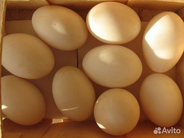 Инкубационное яйцо башкирской утки купить на Зозу.ру - фотография № 1