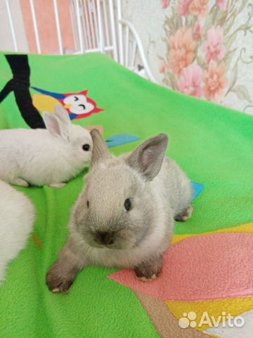 Продам декоративных кроликов, возраст 1 месяц купить на Зозу.ру - фотография № 2