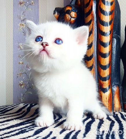 Роскошный синеглазый плюшевый котик купить на Зозу.ру - фотография № 5