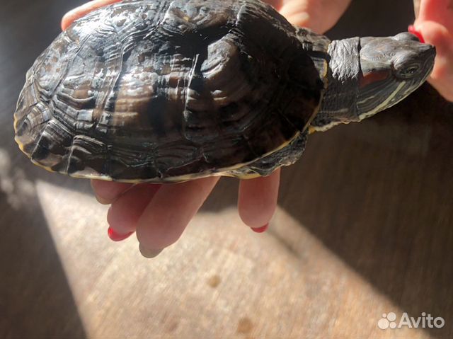 Водоплавающая красноухая черепаха купить на Зозу.ру - фотография № 6