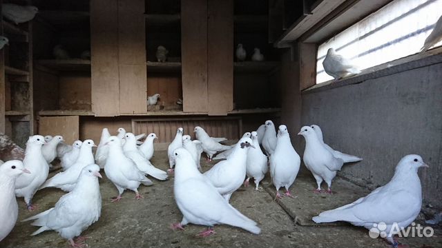 Голуби бойные бакинцы