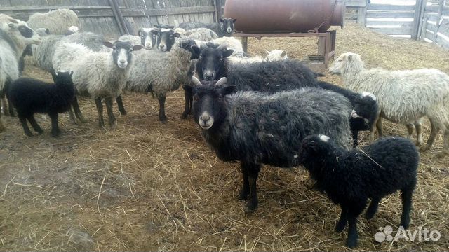 Романовские овцы купить на Зозу.ру - фотография № 3