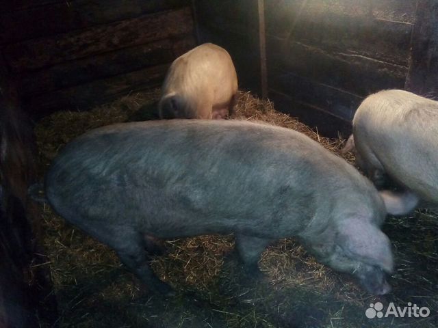 Стадо свиней купить на Зозу.ру - фотография № 4