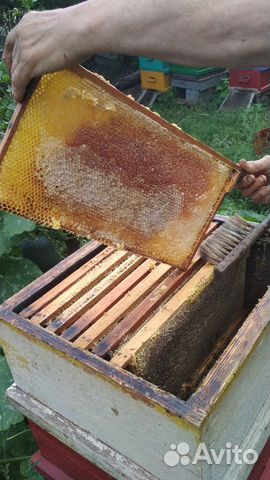 Пчелосемьи продаются, на 10 рамках, рутовские купить на Зозу.ру - фотография № 1