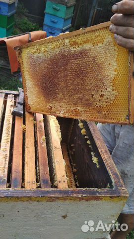Пчелосемьи продаются, на 10 рамках, рутовские купить на Зозу.ру - фотография № 2