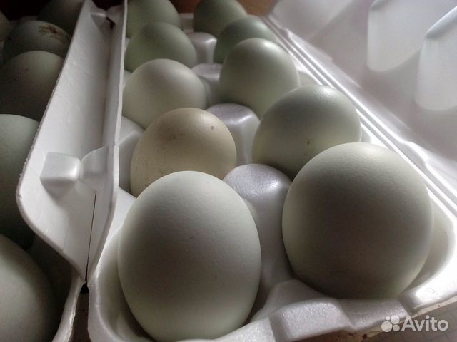Инкубационное яйцо амераукан купить на Зозу.ру - фотография № 3