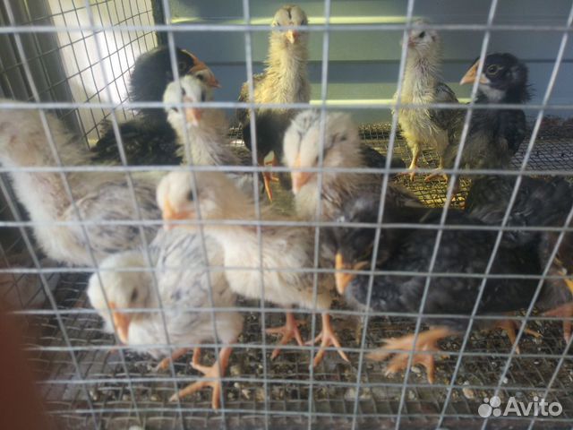 Цыплята яиценоских кур купить на Зозу.ру - фотография № 4