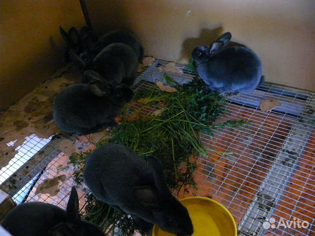 Кролики рэкс купить на Зозу.ру - фотография № 1
