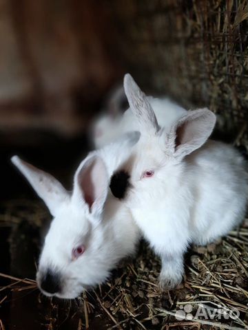Кролики для разведения купить на Зозу.ру - фотография № 4