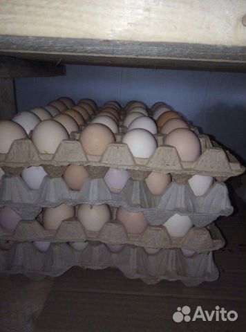 Яйцо инкубационное домашние купить на Зозу.ру - фотография № 1