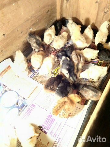 Продаются цыплят возраст 1.5 недели кушают всё вит купить на Зозу.ру - фотография № 3
