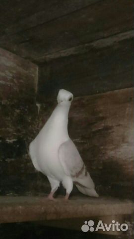 Голубь чайка купить на Зозу.ру - фотография № 1