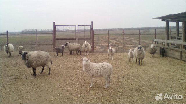 Продам овец и баранов купить на Зозу.ру - фотография № 1