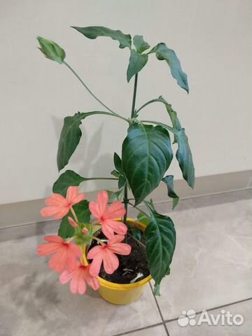 Цветы для дома Цветы для дома