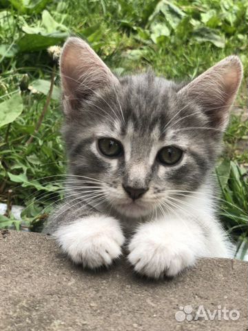 Кошка