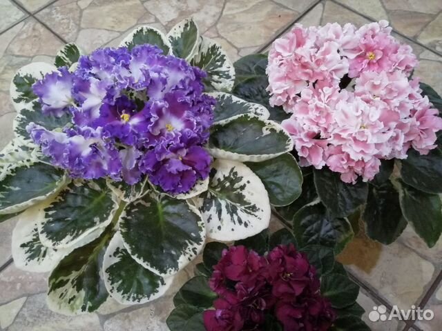 Детки, листы сортовых фиалок