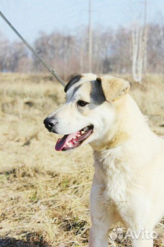Молодая собака Флер в дар Молодая собака Флер в дар