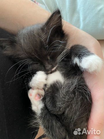 Котёнок Котёнок