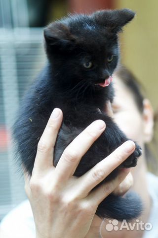 Мальчик Бумер 2 месяца