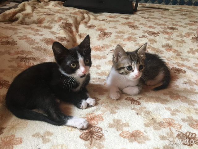 Котята в добрые руки Котята в добрые руки