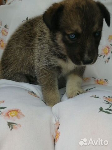 Сибирский хаски метис