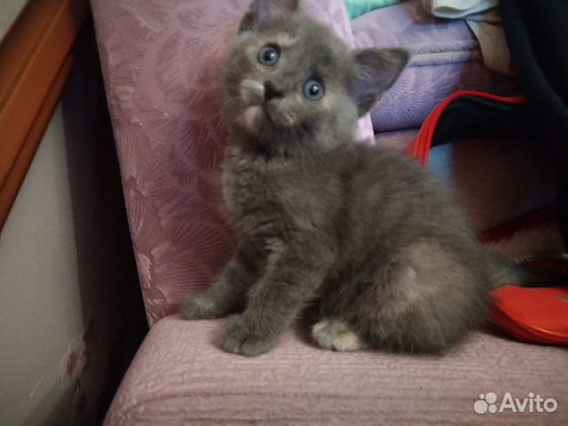 Котя 2 мес Котя 2 мес