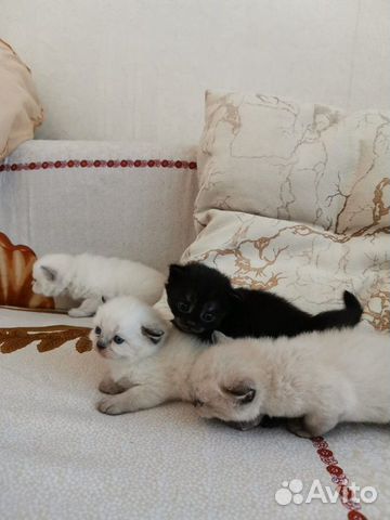 Котята скоттиш страйт Котята скоттиш страйт