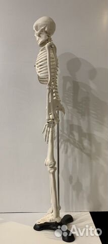 Анатомическая модель человека. Скелет 85 см Анатомическая модель человека. Скелет 85 см
