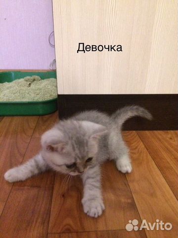 Котята