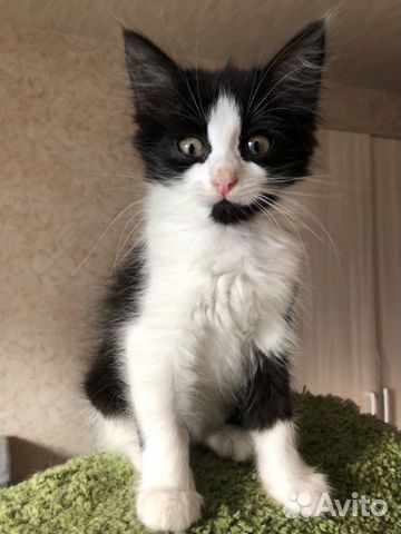 Котенок кошка в дар бесплатно в добрые руки