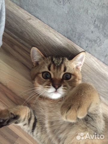 Кошка Кошка