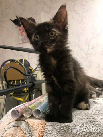Котенок девочка Котенок девочка