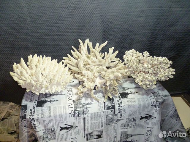 Кораллы морские Кораллы морские