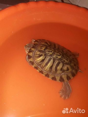  Черепахи Вислоухие Живут в воде и на суше 