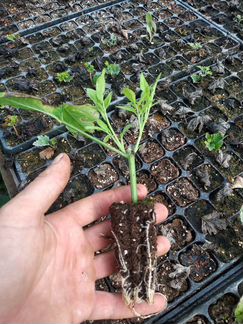 Укоренные черенки