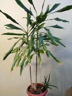 Драцена+ Алоэ Вера