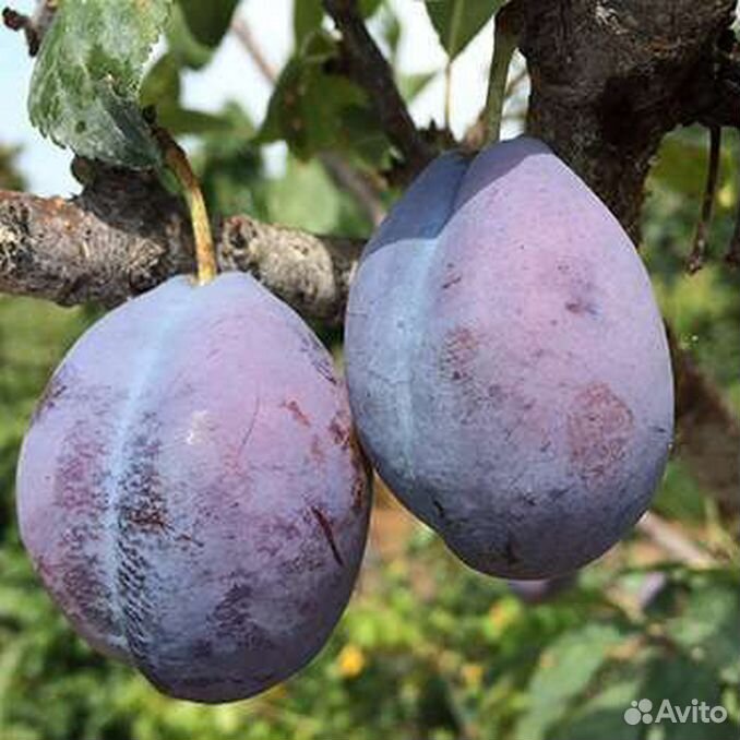 Слива prunus domestica. Слива стенлей описание и фото. Слива стенлей. Слива стенлей описание и фото. Слива сорт стенлей.