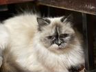 Невская маскарадная кошка