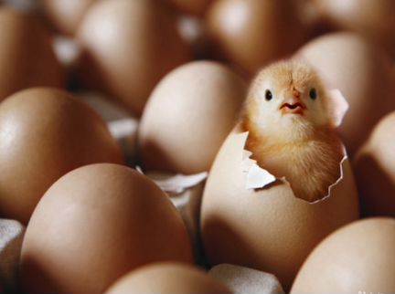 Яйцо инкубационное мясо-яичная порода