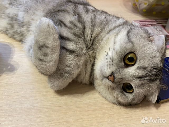 Шотландский кот вязка