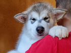 Аляскинский маламут щенок девочка объявление продам